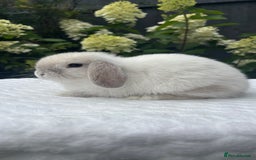 Mini Lop rabbits for sale: Stunning Pure Bred Mini Lop Boys - Image 6