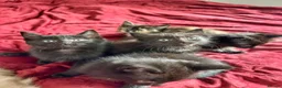 Mixed Breed cats for sale: ADORABLE 6 KITTENS. READY NOW. - Advert 2
