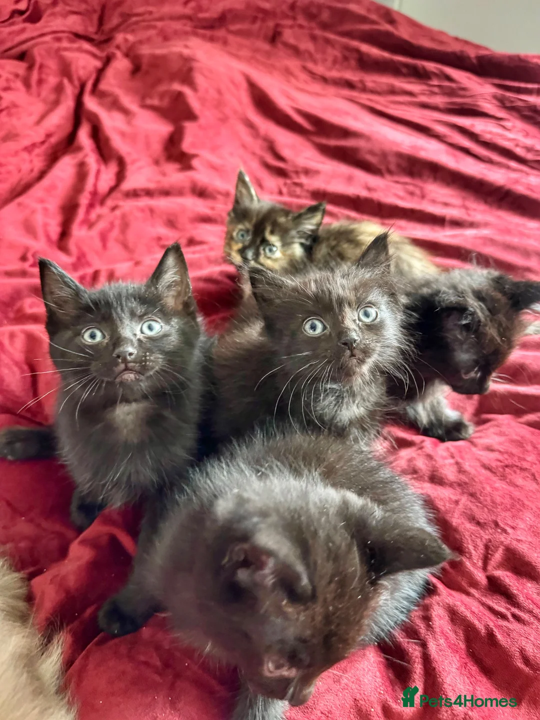 Mixed Breed cats for sale: ADORABLE 6 KITTENS. READY NOW. - Advert 2