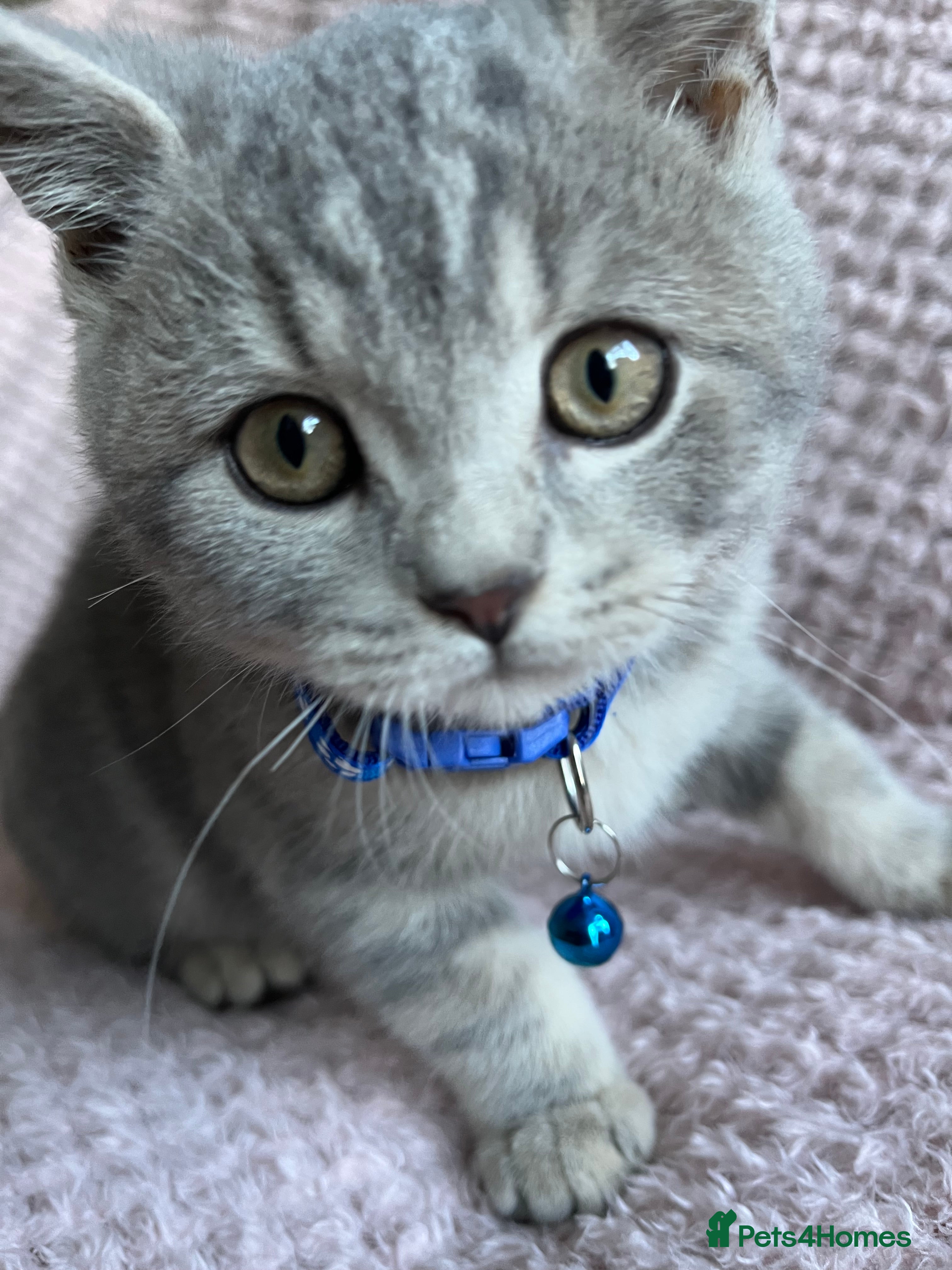 British Shorthair cats Ready to leave 15 December 2025 - Advert 15