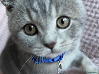 British Shorthair cats Ready to leave 15 December 2025 - Advert 17