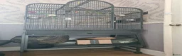 Ringnecks birds for sale: ringneck parakeets (cookie and geeta)  in Wolverhampton - Advert 7