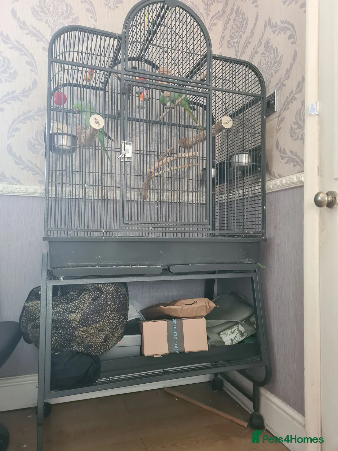 Ringnecks birds for sale: ringneck parakeets (cookie and geeta)  in Wolverhampton - Advert 7