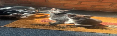 Domestic Shorthair 2