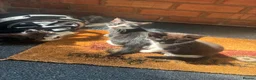 Domestic Shorthair cats for sale: Ms Smith  in Nottingham - Advert 6