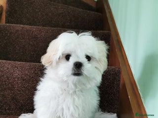 Shih Tzu dogs in Wembley - Advert 1