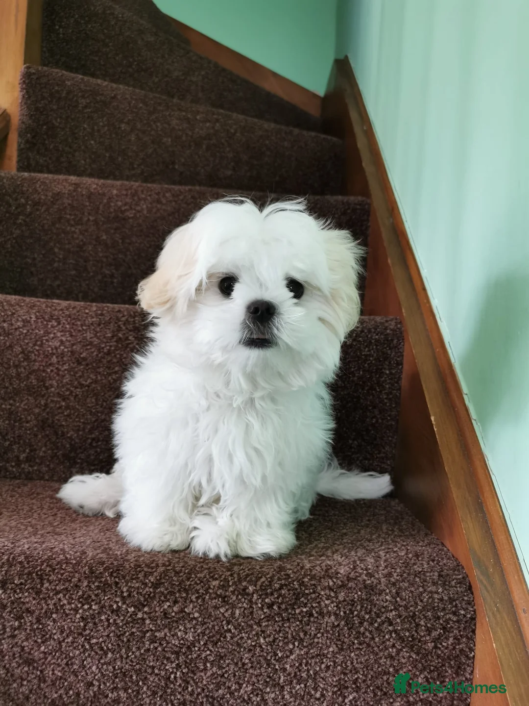 Shih Tzu dogs for stud: Shih Tzu experienced successful stud in Wembley - Advert 1