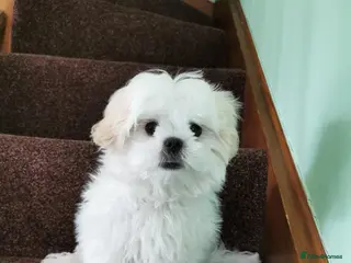 Shih Tzu dogs Shih Tzu experienced successful stud in Wembley - Advert 5