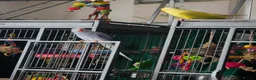 Ringnecks birds for sale: Male and female ringneck for rehome in Ryde - Advert 7