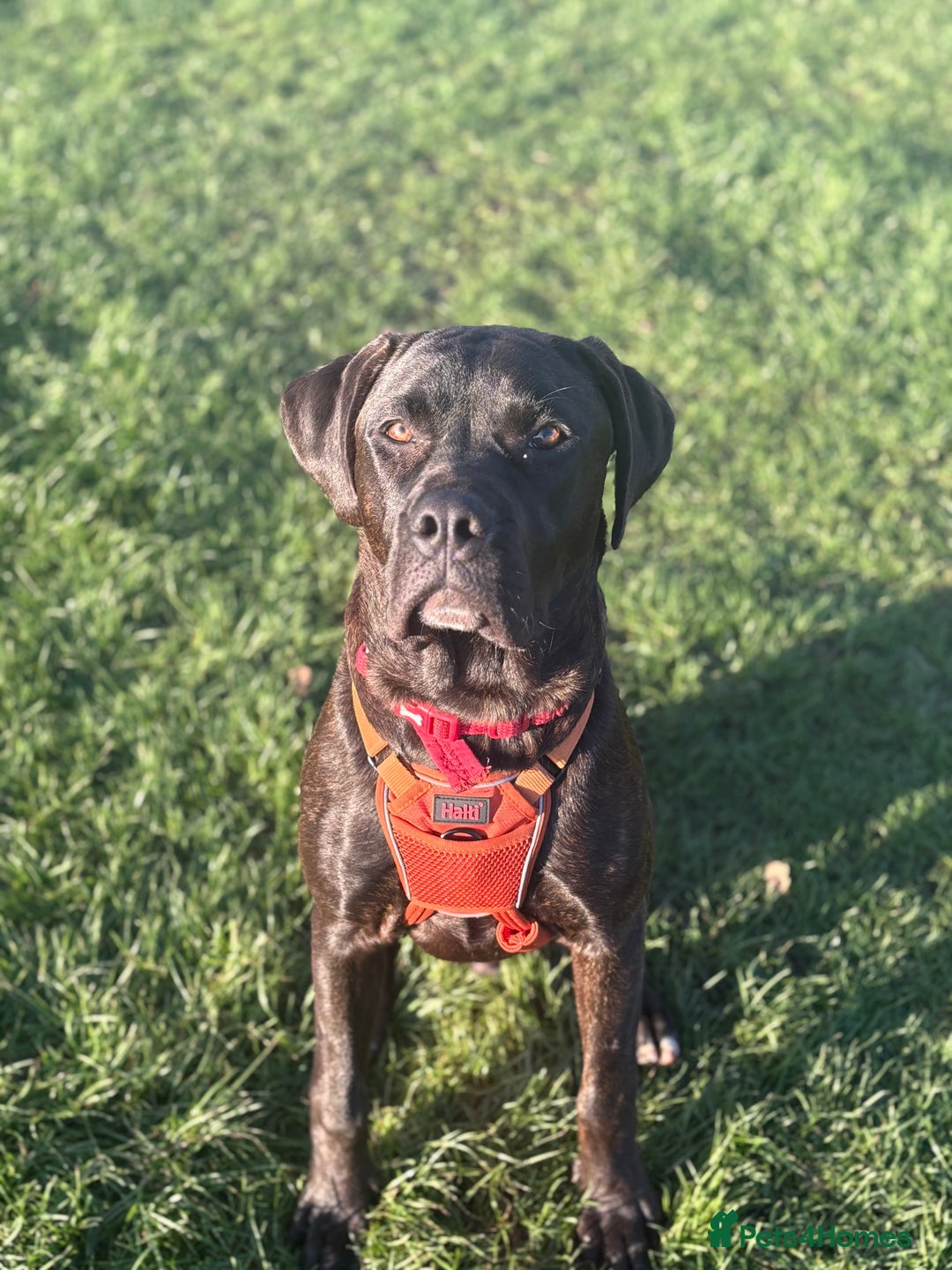 Cane Corso dogs for sale: 9 month old cane corso  - Advert 6
