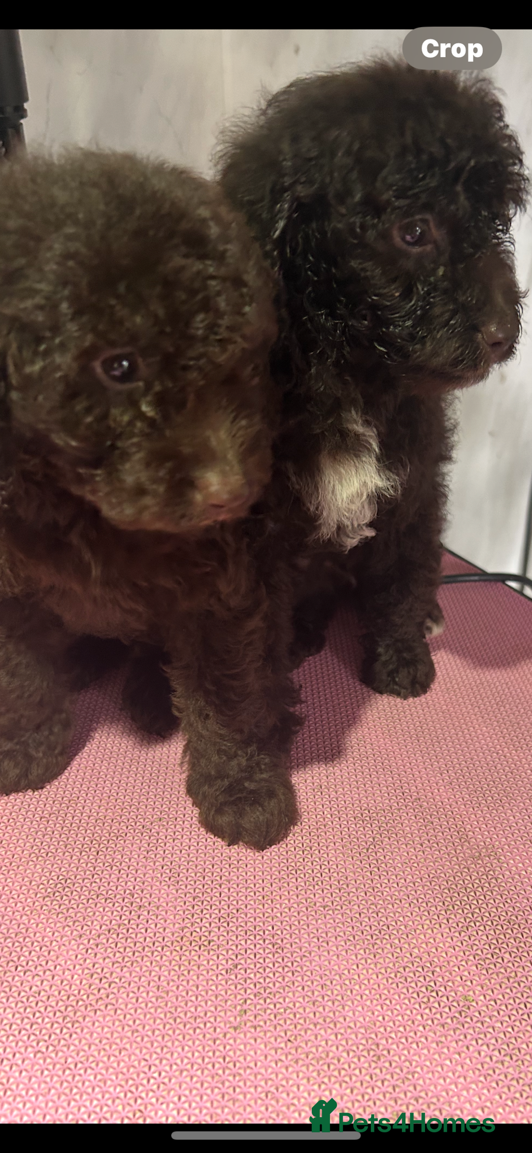 Cockapoo dogs for sale: Beautiful cockapoos - Advert 1