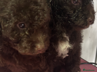 Cockapoo dogs for sale: Beautiful cockapoos - Advert 1