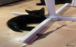 Bombay cats for sale: Cute playful kittens - Image 2