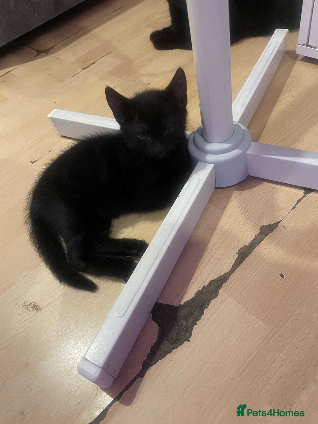 Bombay cats for sale: Cute playful kittens - Image 2