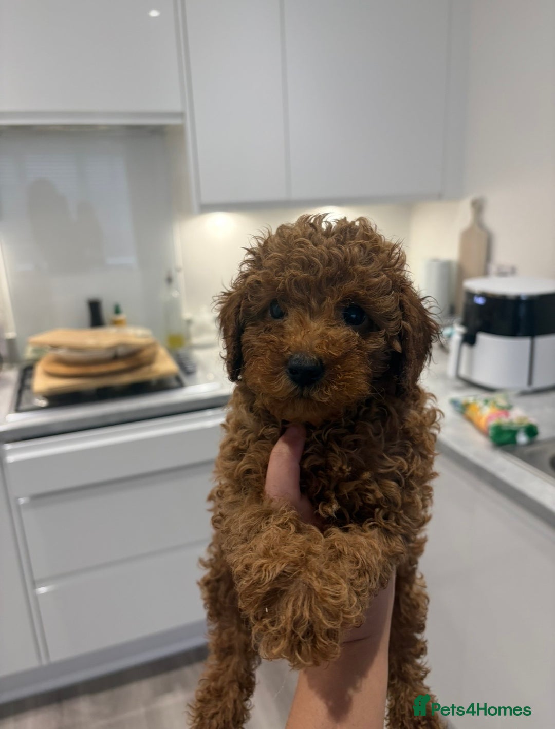 Toy Poodle dogs for sale: Deep red toy poodle KC reg  - Advert 5