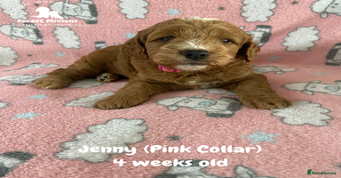 Cockapoo dogs - Advert 27