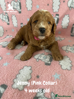 Cockapoo dogs - Advert 9