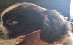 English Springer Spaniel dogs for sale: Pretty puppies with working parents ready now - Image 21