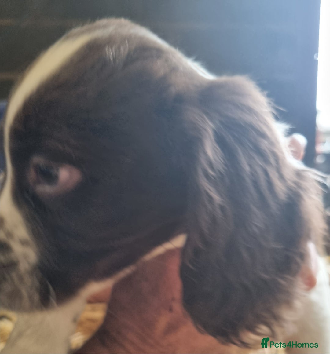 English Springer Spaniel dogs for sale: Pretty puppies with working parents ready now - Image 21