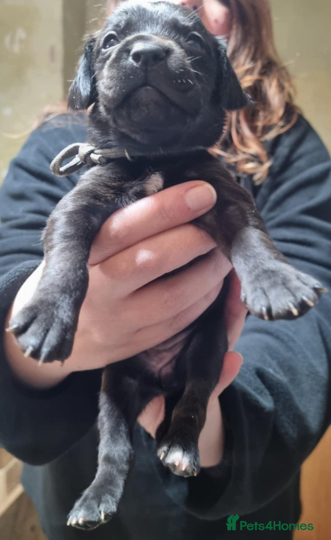 Mixed Breed dogs for sale: Rottweiler/Staffy x Sprocker - Advert 6