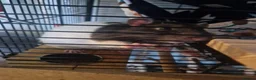 Rat rodents for sale: 1 Black and white, male fancy rat for sale in Caerphilly - Advert 5