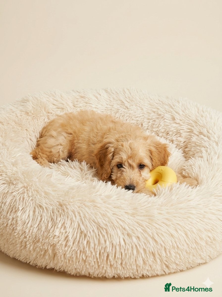 Cockapoo dogs 3/4 toy podle, 1/4 cocker Please read description  - Advert 1