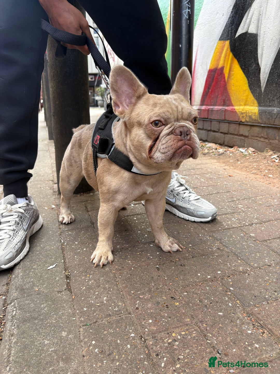 French Bulldog dogs for stud: MICRO STUD BOY! NOW OPEN  - Image 4