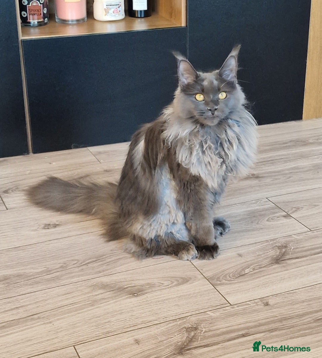 Maine Coon cats for sale: 2x maine coons - Advert 3