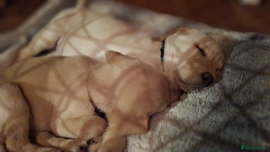 Labrador Retriever dogs for sale: Labrador puppies ready to leave. - Advert 6