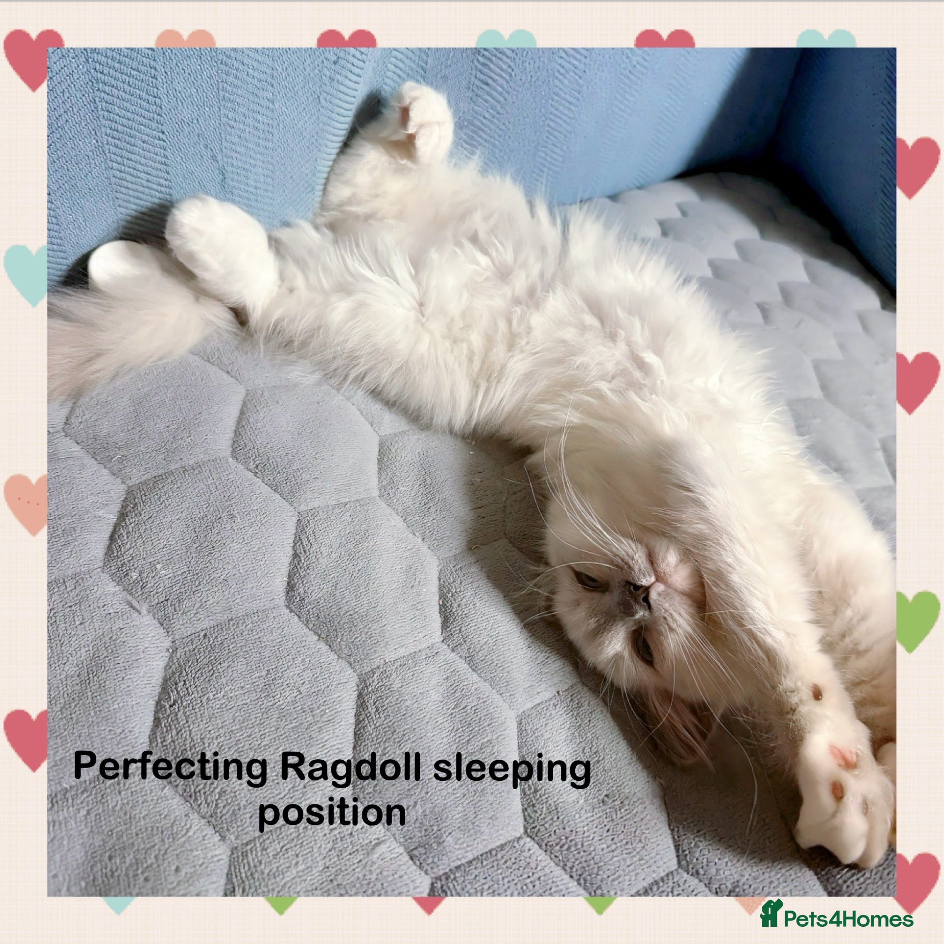 Ragdoll cats TICA ACTIVE REGISTERED RAGDOLL KITTENS DNA tested  - Advert 2