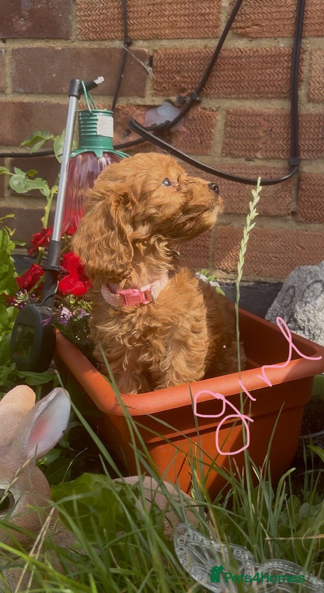 Cockapoo dogs for sale: Cockapoo  - Image 5