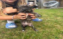 Mixed Breed dogs for sale: French Bull Jacks  (4 x boys 1 x girl) - Image 23