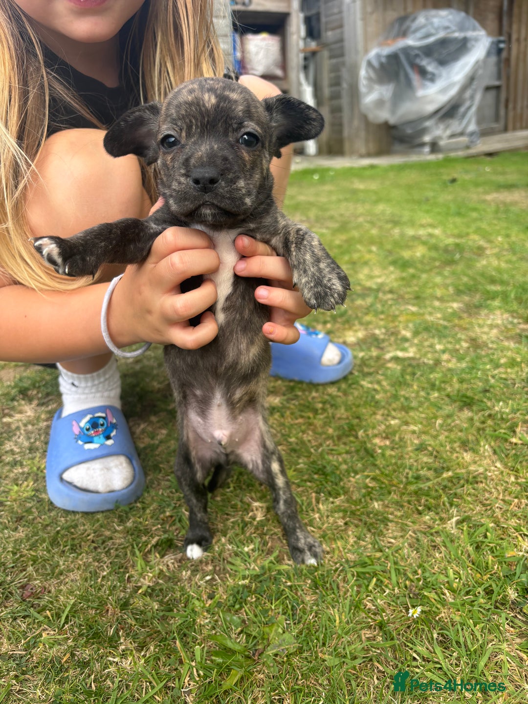 Mixed Breed dogs for sale: French Bull Jacks  (4 x boys 1 x girl) - Image 23