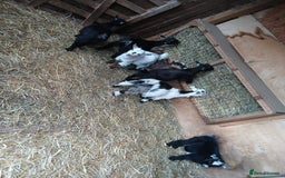 Goats livestock for sale: Pygmy Goat Wether kids for sale  - Image 4