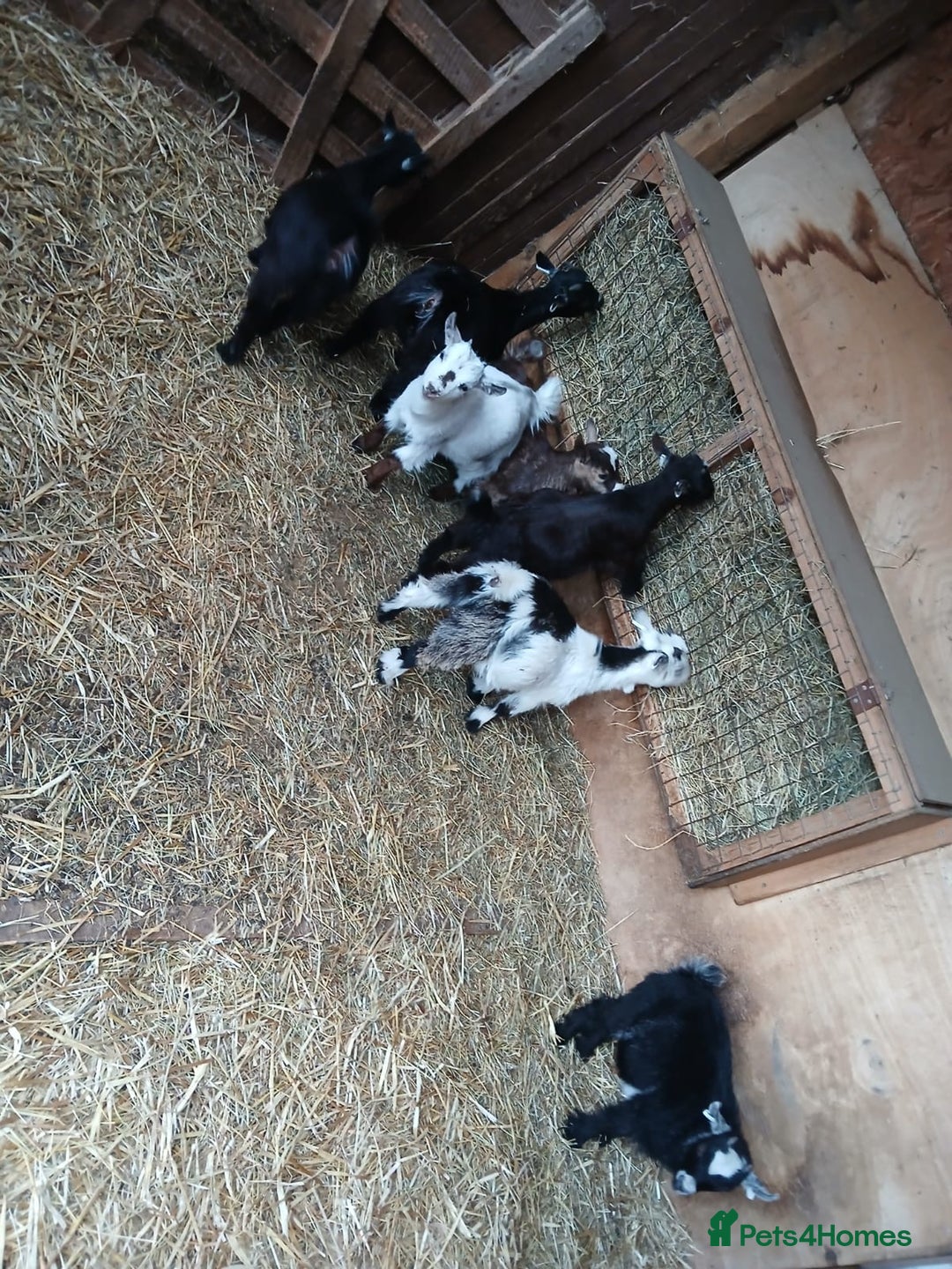 Goats livestock for sale: Pygmy Goat Wether kids for sale  - Image 4