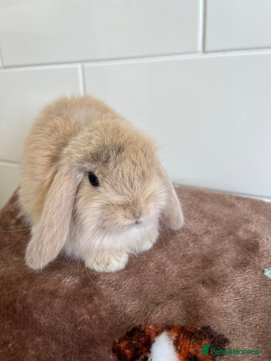 Mini Lop rabbits for sale: Beautiful friendly litter of mini lops for sale  - Image 9