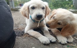 Golden Retriever dogs for sale: Golden retriever boy - Image 5