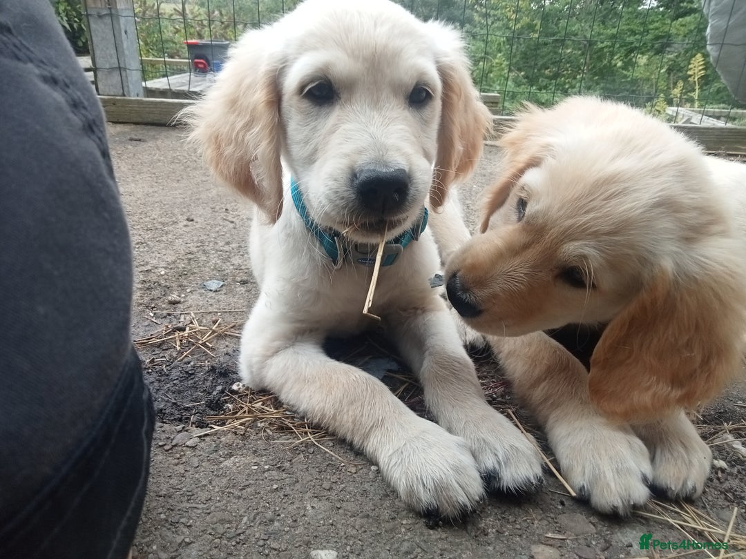 Golden Retriever dogs for sale: Golden retriever boy - Image 5