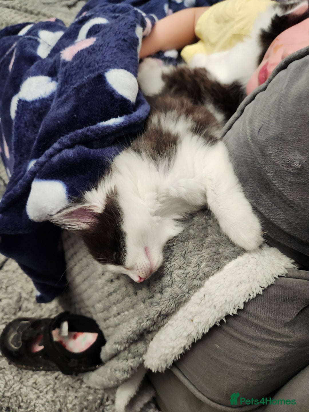 Mixed Breed cats for sale: Beautiful X Mainecoon babies  - Image 15