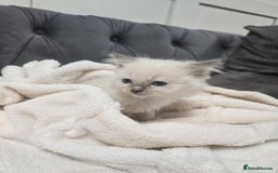 Ragdoll cats for sale: 7 beautiful blue mitted ragdoll kittens - Image 6