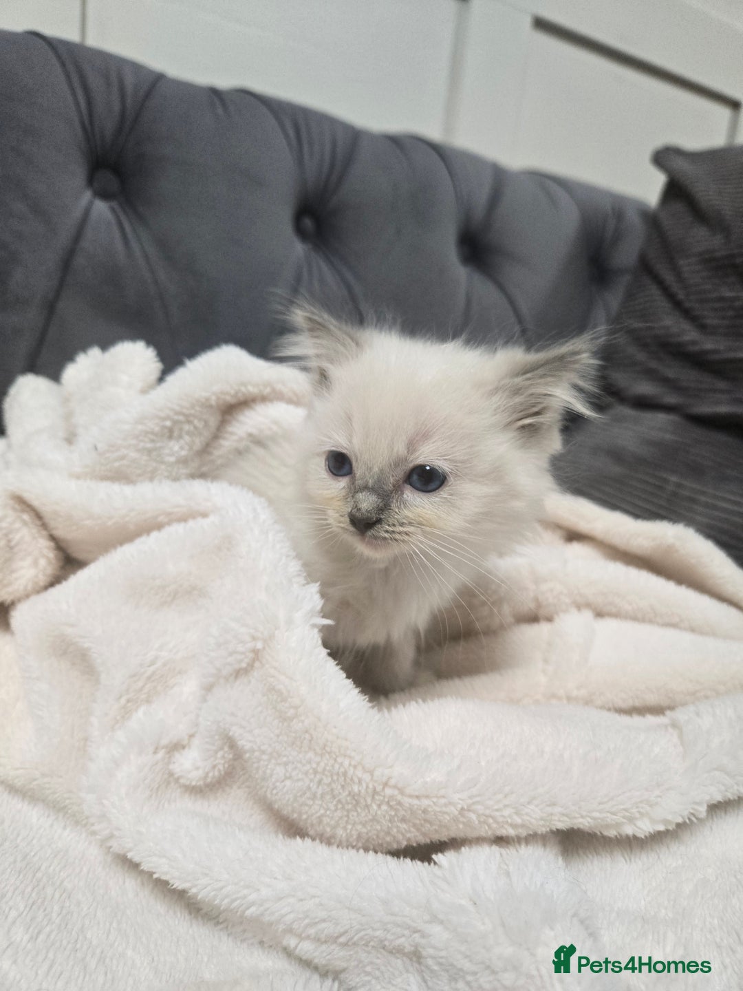 Ragdoll cats for sale: 7 beautiful blue mitted ragdoll kittens - Image 6