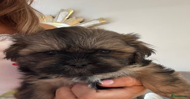 Shih Tzu dogs KC standard Shihtzu pups  - Advert 6