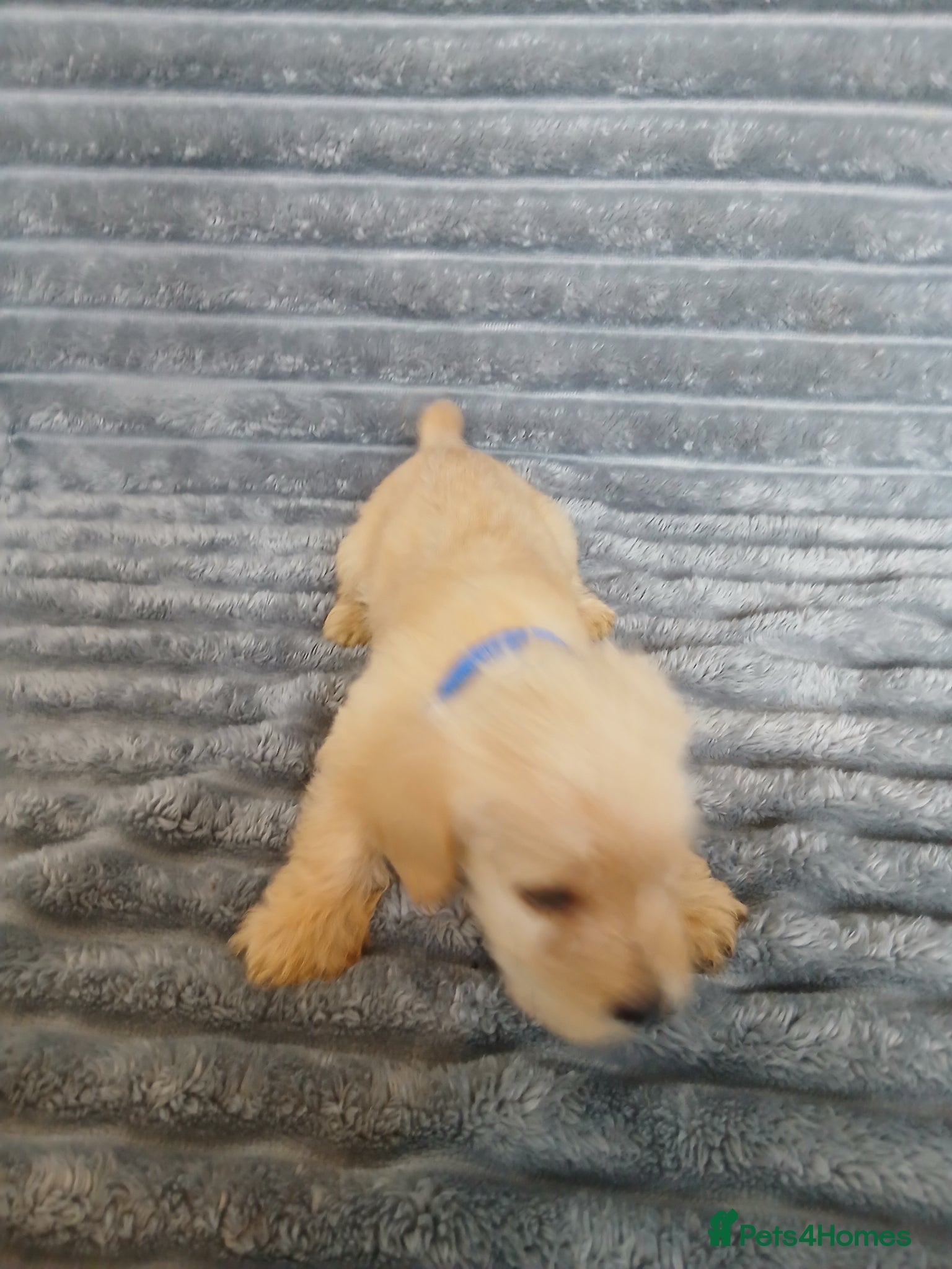 Mixed Breed dogs for sale: 8 dachshund x jack Russel puppies  in Henfield - Advert 14