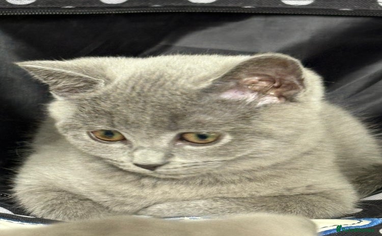 British Shorthair cats - Advert 15