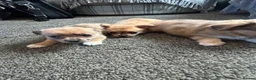 Chihuahua dogs for sale: Cute puppies chihuahua  in Worcester - Advert 9
