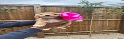 Cockapoo dogs for sale: Cockapoo F1 Gorgeous Puppies 🐶❤️ - Advert 26