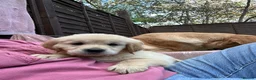 Golden Retriever dogs for sale: Ready now! Cream Golden Retriever KC Reg Puppies - Advert 17