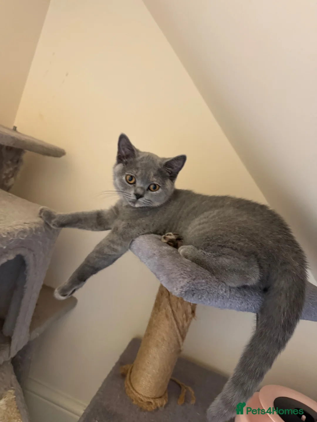 British Shorthair cats for sale: British shorthair  in Feltham - Advert 2