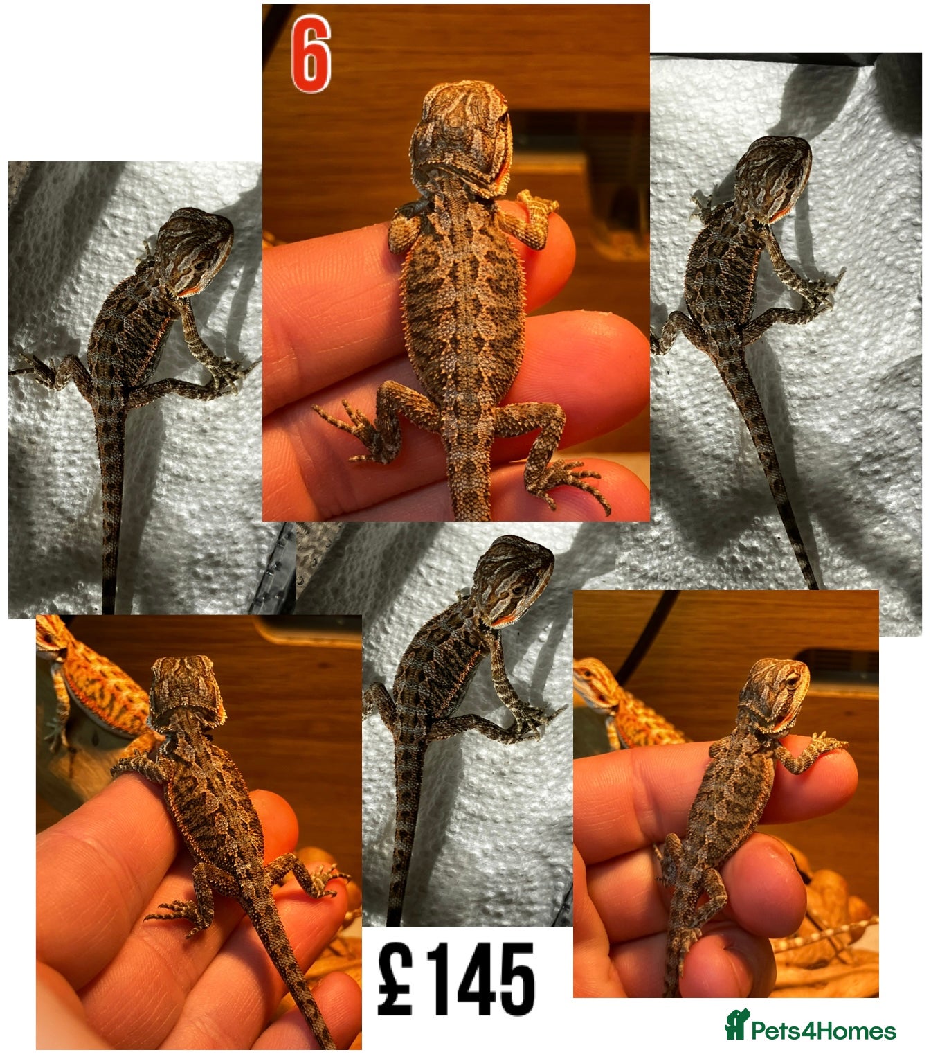 Bearded Dragon reptiles for sale: Baby Bearded Dragons For Sale! - Advert 11