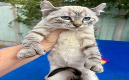 Bengal cats for sale: Gob smacking rare kittens  - Image 19